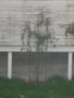 out my bedroom window in april.JPG